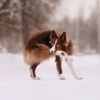Why Do Dogs Wag and Chase Their Tails?