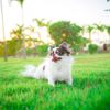 How to Identify and Treat Heat Stroke in Dogs