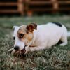 What Should You Do if Your Dog is Choking?