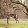Should You Get a Greyhound Dog?