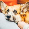 Reasons for Blood in a Dog's Stool