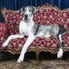 Gentle Giants: Facts About Great Danes
