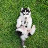 Do Dogs Have Belly Buttons?
