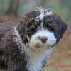 A Portuguese Water Dog Could Be Your Next Best Friend