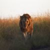 What Are the Deadliest Animals in the World?