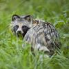 Crazy Facts About Raccoon Dogs