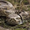 Get to Know the Longest Snakes in the World