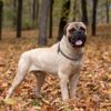 Bullmastiffs: Facts About This Majestic Canine