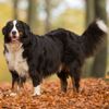 All About the Bernese Mountain Dog