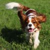 All About The King Charles Spaniel