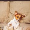 What Does a Fever Mean In Dogs?