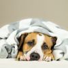 Can Dogs Get the Flu?