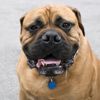 Is My Dog Drooling Too Much?