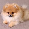 German Pomeranians: The Good and the Bad