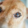 Can Dogs Get Pink Eye?