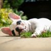 What are the Signs of Bloat in Dogs?