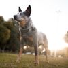 What is Leptospirosis in Dogs?