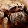 What on Earth is a Huntsman Spider?