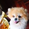 Why is Chocolate Bad for Dogs?