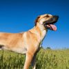 What You Should Know About the Black Mouth Cur