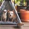 Tiny Dog, Big Heart: Facts About the Chihuahua