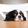 Can Dogs Eat Peaches?