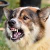What are the Symptoms of Rabies in Dogs?