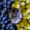 Can Dogs Eat Grapes?