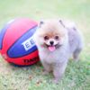 Teacup Pomeranian: The World's Cutest Dog