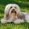 Fun Facts About the Havanese