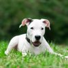 All You Need to Know About the Dogo Argentino