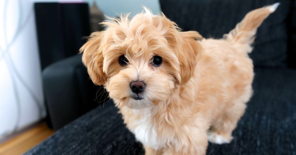 What are the most popular mixed breed dogs critter culture
