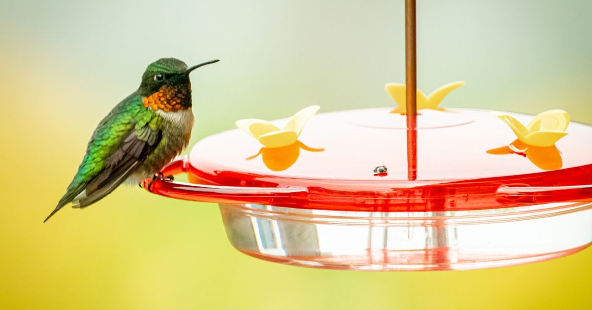 How to Start Feeding Hummingbirds Critter Culture