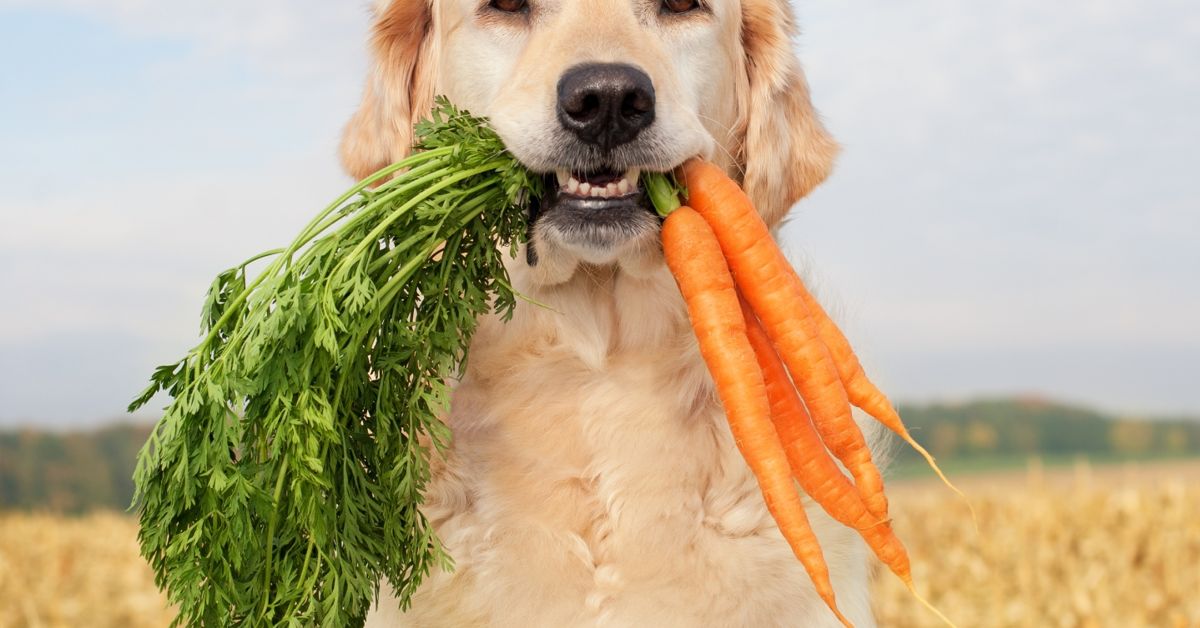 Are Carrots Good for Dogs? Critter Culture