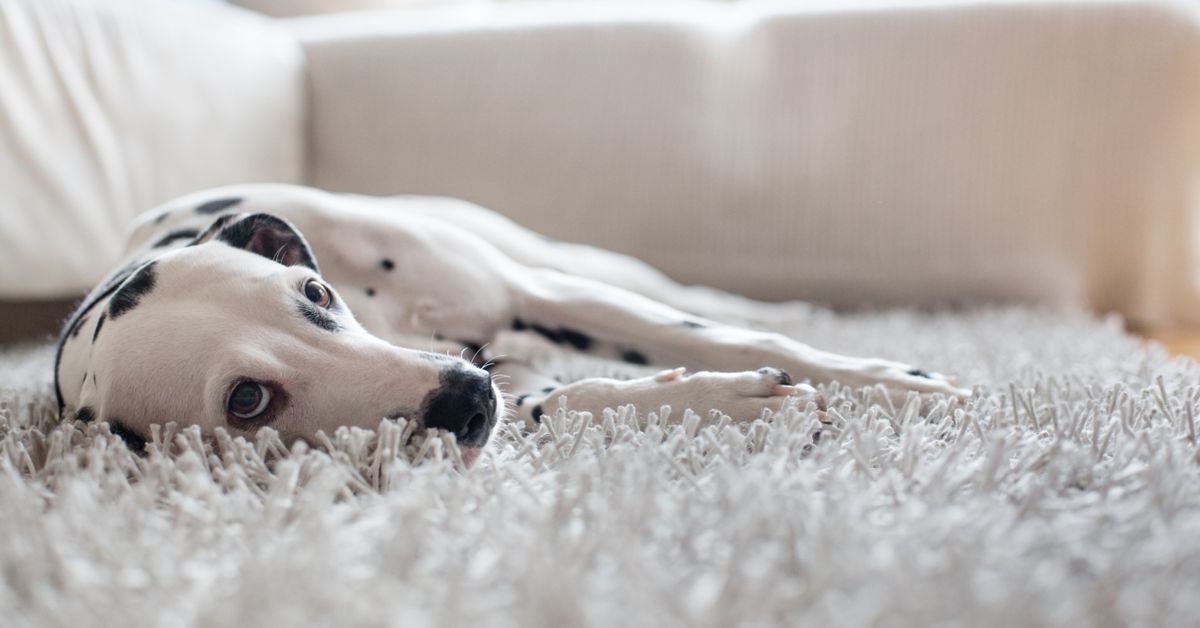 How Do You Make a Dog Throw Up? Critter Culture