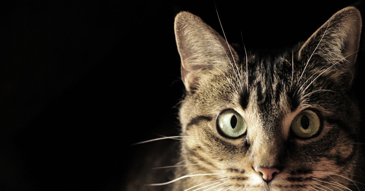 Can Cats See Color? Critter Culture