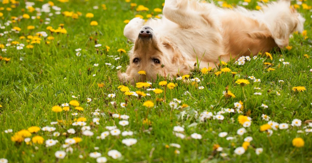 Why Do Dogs Roll In Things? Critter Culture