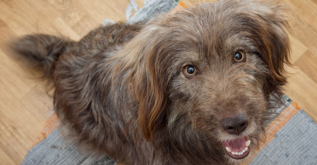 Can Dogs Eat Pecans? Critter Culture