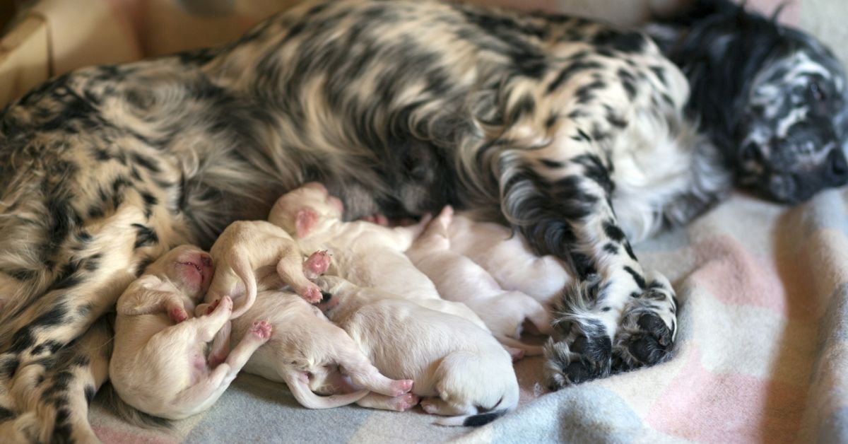 how-long-is-the-dog-gestation-period-critter-culture