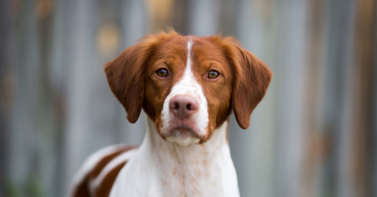 Popular MediumSized Dog Breeds Critter Culture