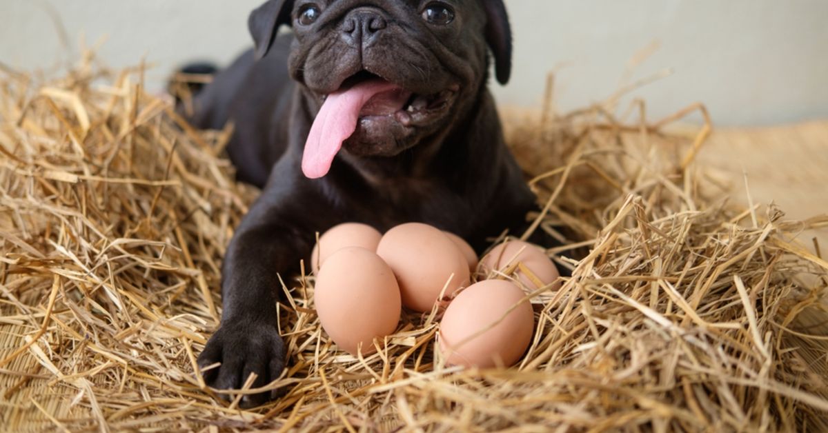 Can Your Dogs Eat Eggs? Critter Culture