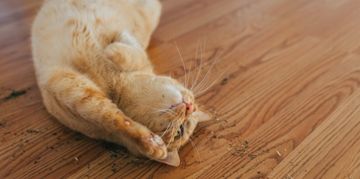 Catnip: The Feline-Friendly Plant