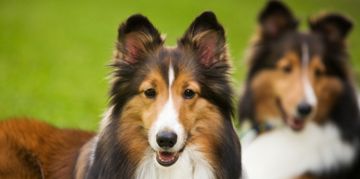 All About the Shetland Sheepdog