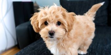 What are the Most Popular Mixed-Breed Dogs?
