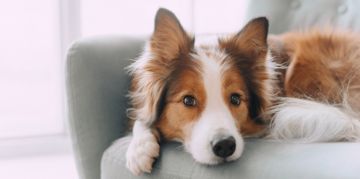 Boost Your Dog's Health With Coconut Oil