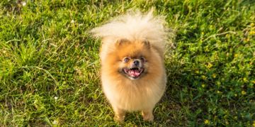 Can Dogs Eat Ham?