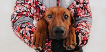 Rhodesian Ridgeback: A Perfect Companion