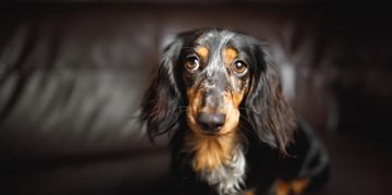 What Is Cherry Eye in Dogs?
