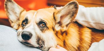 Reasons for Blood in a Dog's Stool