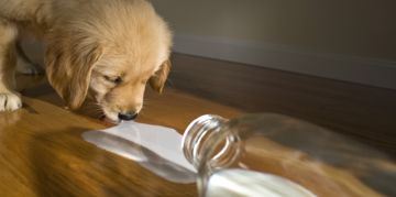 Can Dogs Drink Milk?
